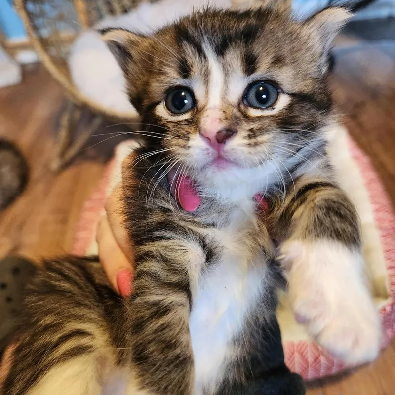A baby small-sized male Brown / Chocolate Domestic Long Hair cat named Drumstick C for adoption in Princeton, MN
