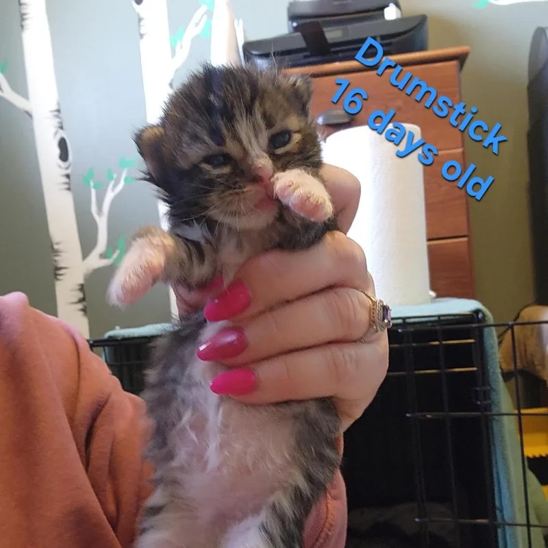 Drumstick C thumbnail 2