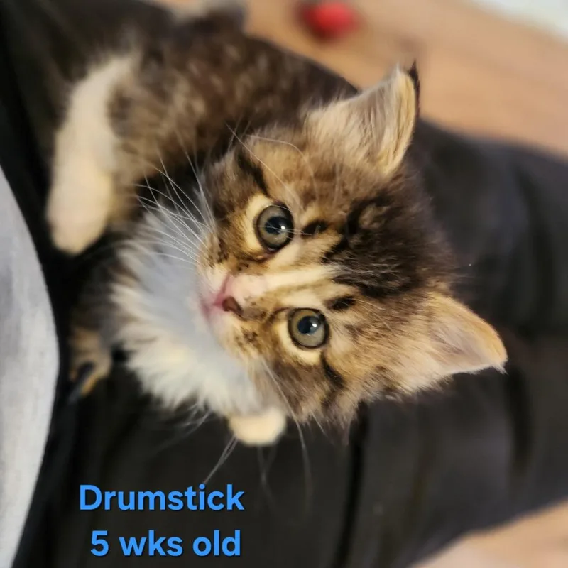 Drumstick C thumbnail 3
