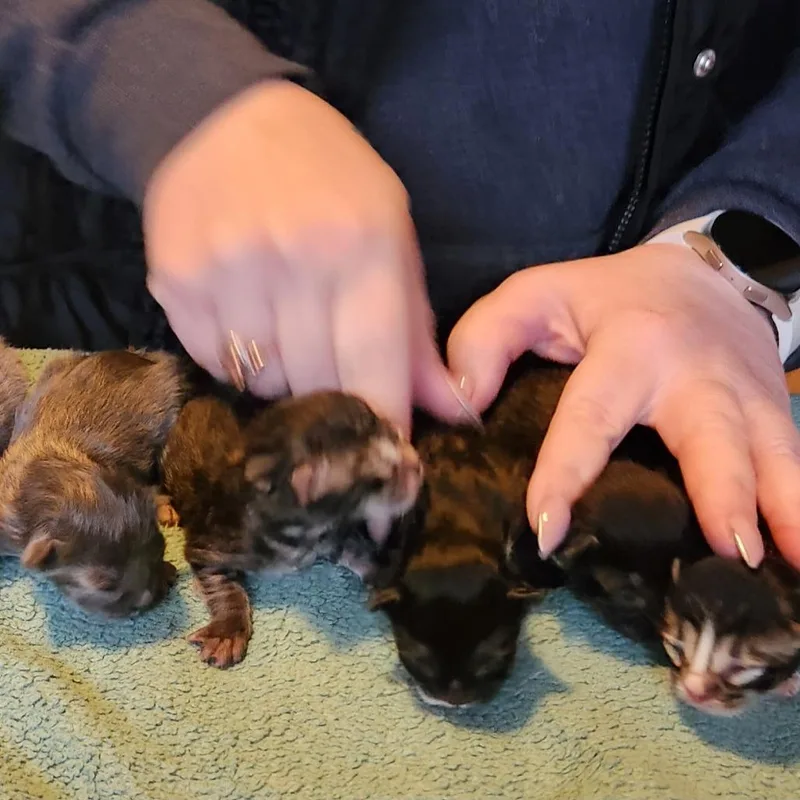 Drumstick C thumbnail 4