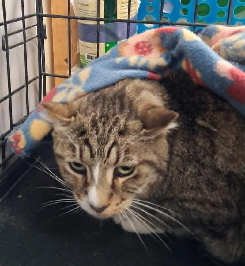 A senior large-sized female Domestic Short Hair cat named Bella for adoption in Ogden, UT