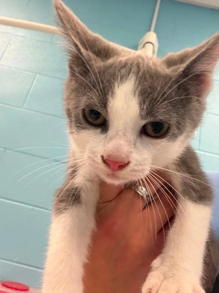 A baby medium-sized male Gray & White Domestic Short Hair cat named Eggroll for adoption in Frankfort, KY