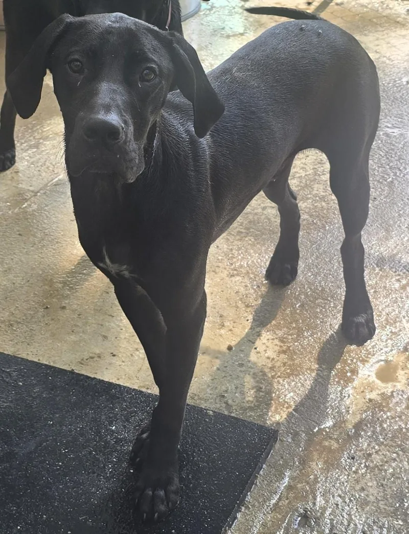 A young large-sized male Black German Shorthaired Pointer dog named Jimbo Ray for adoption in Corinth, MS