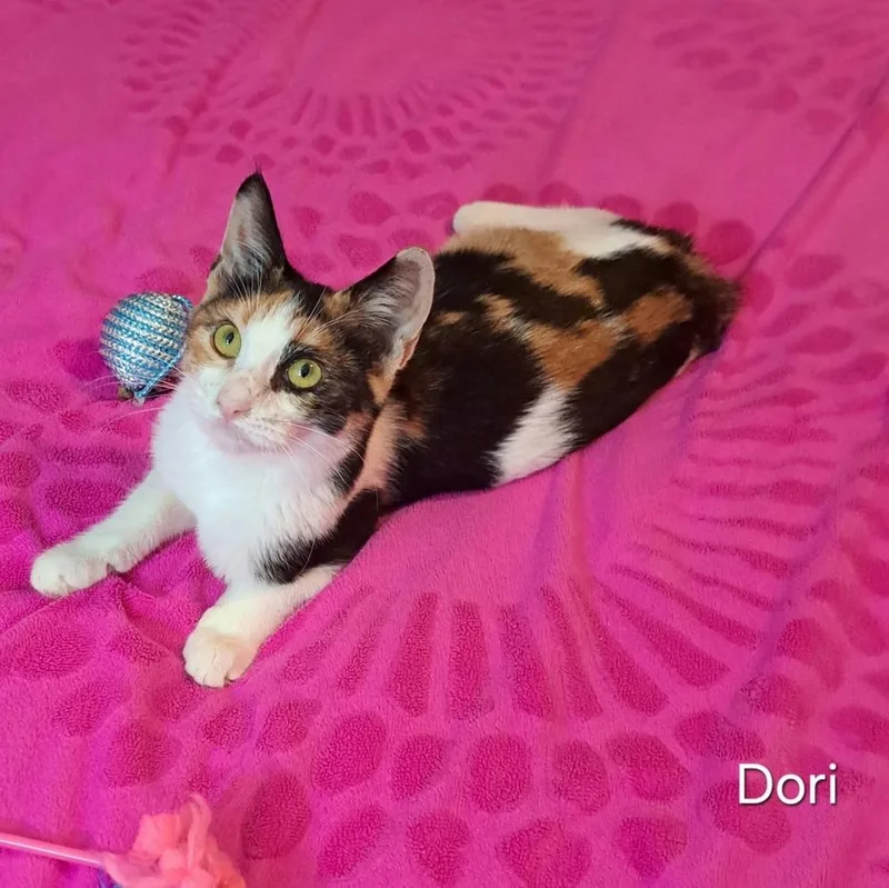 A baby small-sized female Domestic Short Hair cat named Dori for adoption in Groveland, MA