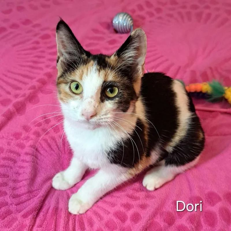 Dori thumbnail 2