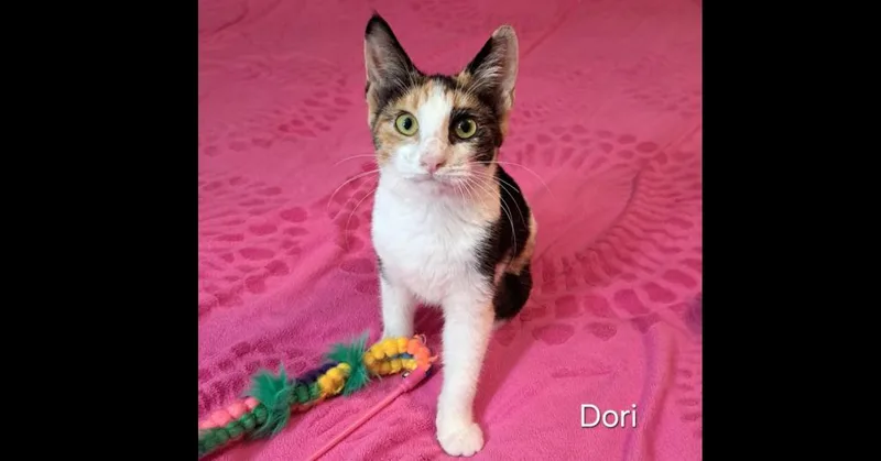 Dori thumbnail 3