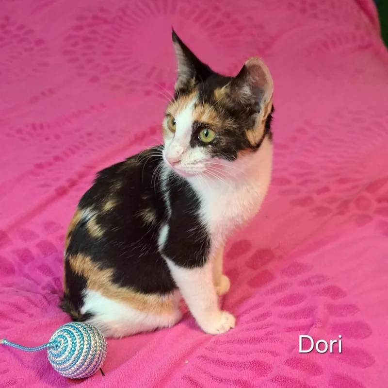 Dori thumbnail 4