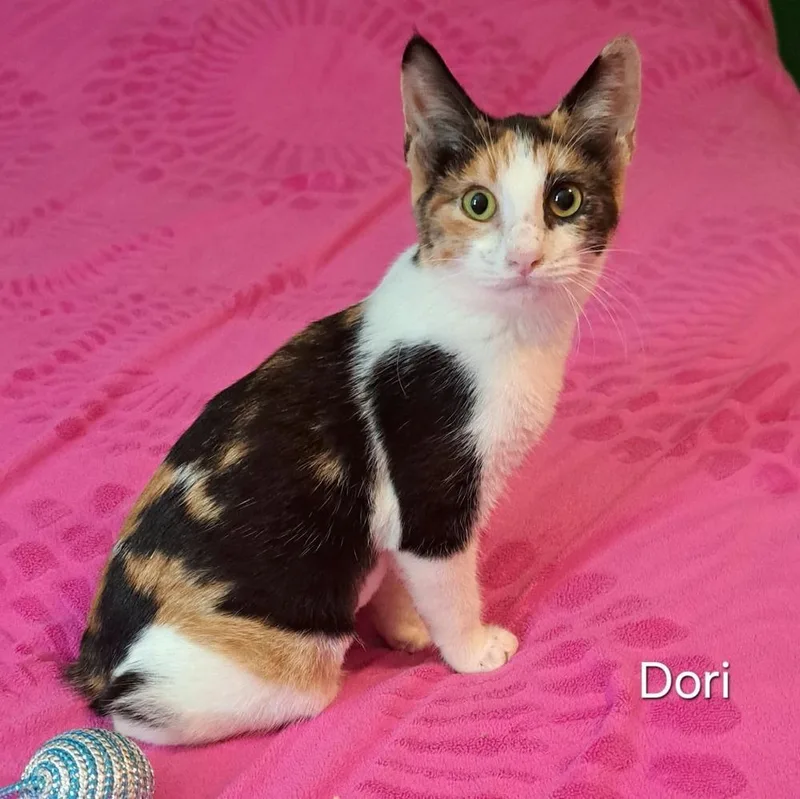 Dori thumbnail 5