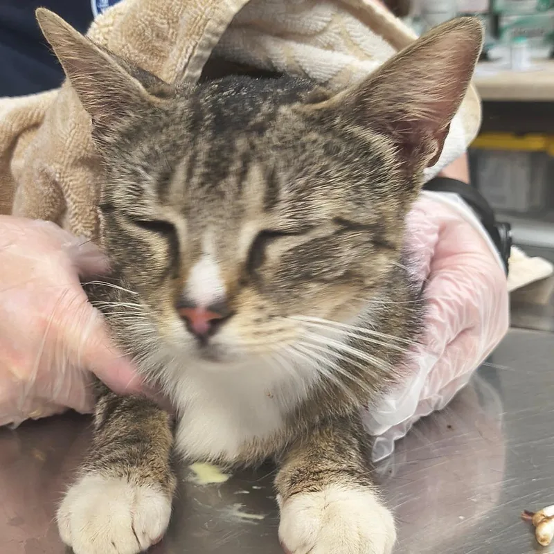 An adult medium-sized female Brown / Chocolate Domestic Short Hair cat named Misty for adoption in Newark, NJ