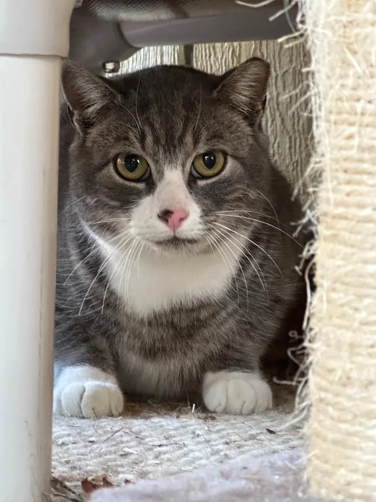 A young medium-sized male Domestic Short Hair cat named Blizzard for adoption in Pomona, NY