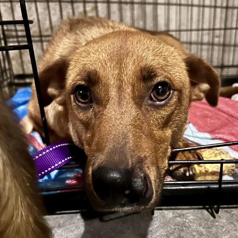 An adult medium-sized female Red / Chestnut / Orange Mixed Breed dog named Gracie for adoption in Peculiar, MO