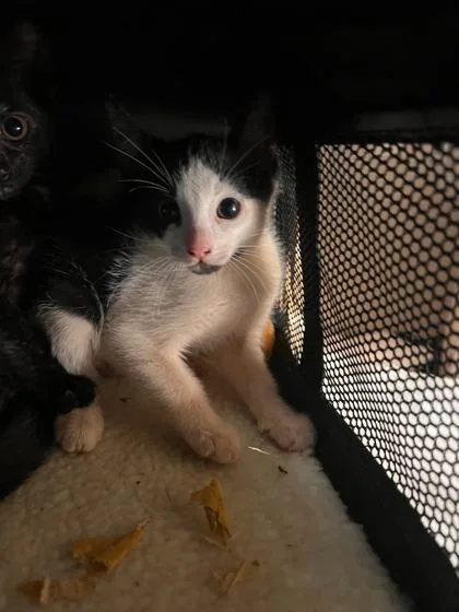 A baby small-sized female Domestic Short Hair cat named Oreo for adoption in Honolulu, HI