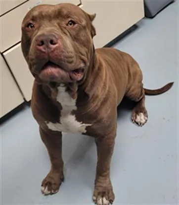 An adult large-sized male Pit Bull Terrier dog named Nino for adoption in Saint Cloud, FL