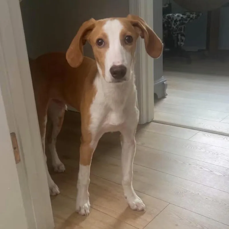 A young medium-sized male Brown / Chocolate Mixed Breed dog named Noodle for adoption in Fredericksburg, VA