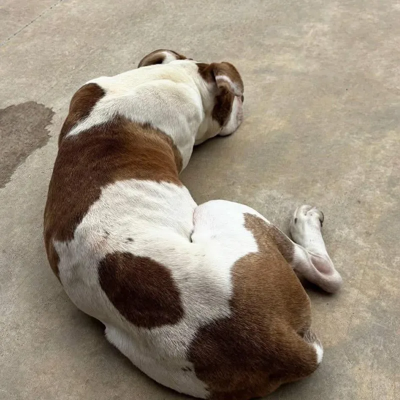 Esmeralda thumbnail 4