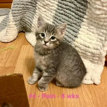 A baby small-sized male Gray / Blue / Silver Domestic Short Hair cat named Rain for adoption in Pittsburg, KS