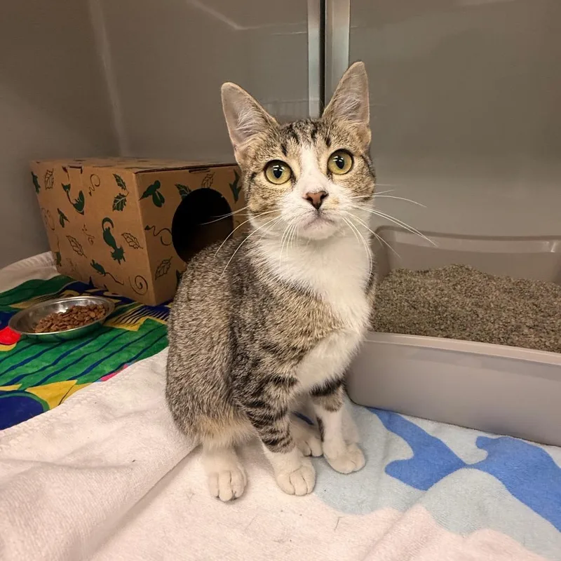 A baby small-sized female Brown / Chocolate Domestic Short Hair cat named Storm for adoption in Saint Charles, MO