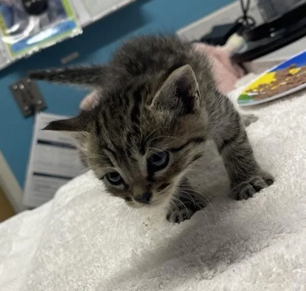 A baby small-sized male Domestic Short Hair cat named Nemo for adoption in Escondido, CA
