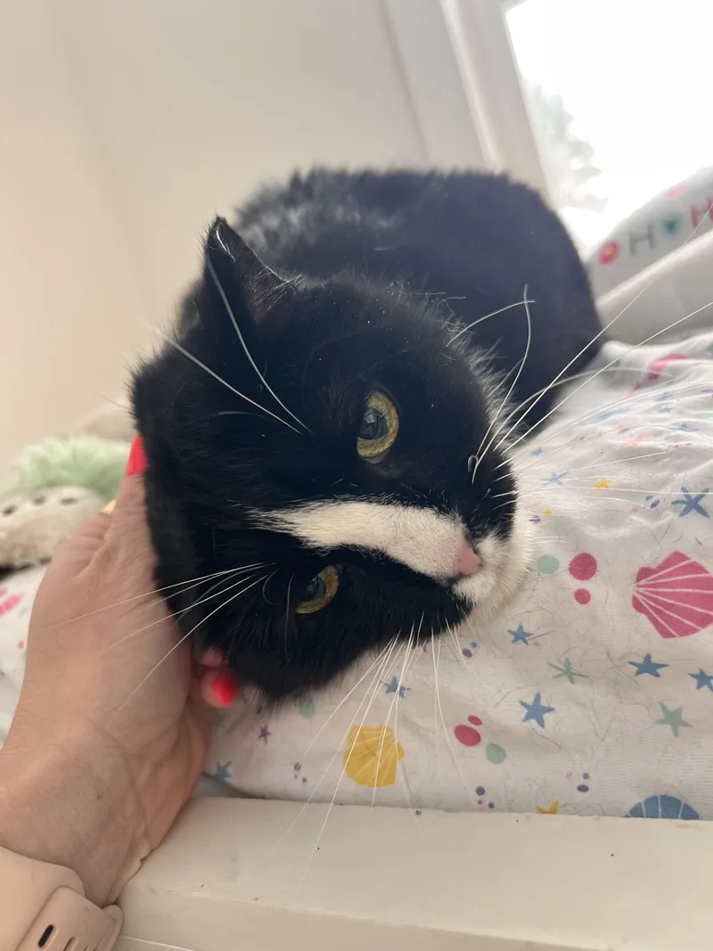 An adult medium-sized female Black & White / Tuxedo Domestic Short Hair cat named Peepers for adoption in Albany, NY