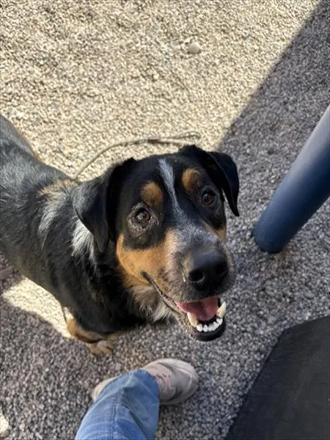 An adult medium-sized male Australian Cattle Dog / Blue Heeler dog named Thor for adoption in Mesa, AZ