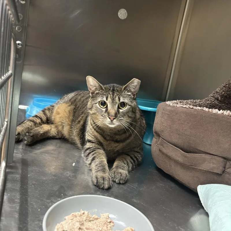 An adult large-sized female Tabby (Tiger Striped) Domestic Short Hair cat named Big Mama for adoption in Triadelphia, WV