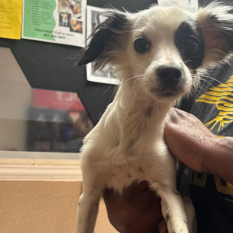 A young medium-sized female Terrier dog named Gigi for adoption in Dallas, TX