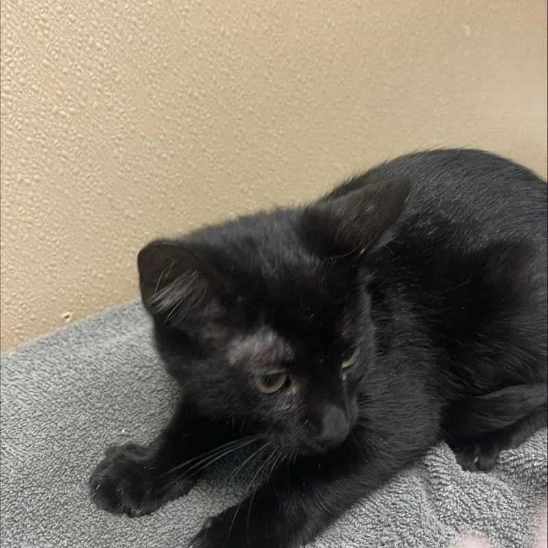 A baby small-sized male Black Domestic Short Hair cat named Melon for adoption in Tacoma, WA