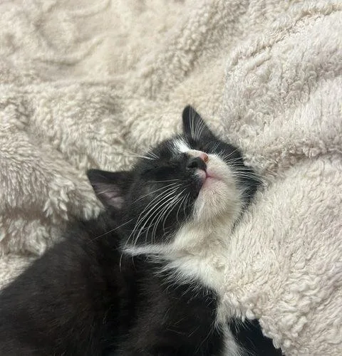 A baby small-sized female Domestic Short Hair cat named Genesis and Tara for adoption in Verona, NJ