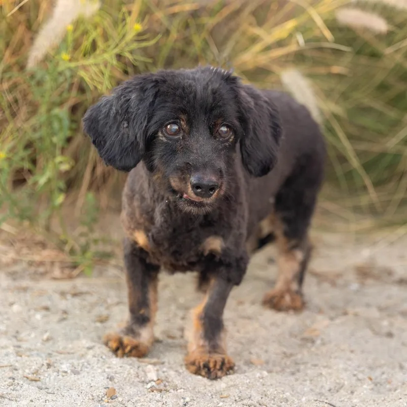 A senior small-sized male Black Mixed Breed dog named Dominic for adoption in Palm Springs, CA