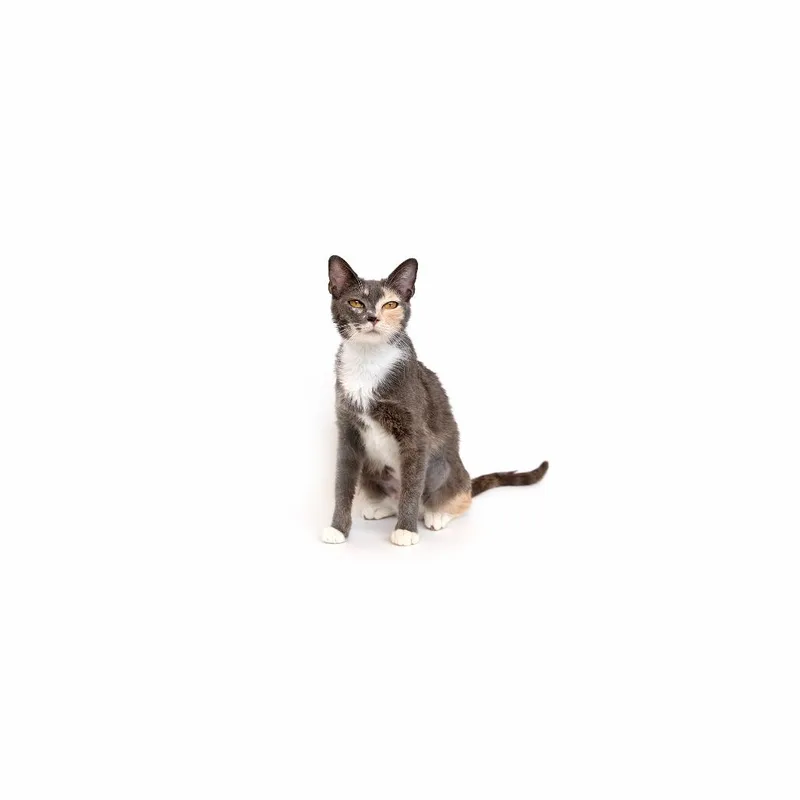A young medium-sized female Calico Domestic Short Hair cat named Meadow for adoption in Playa Vista, CA
