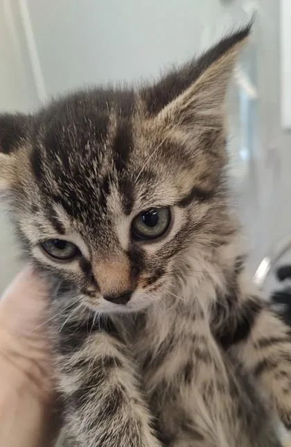 A young small-sized female Domestic Short Hair cat named Earhart for adoption in Lafayette, IN