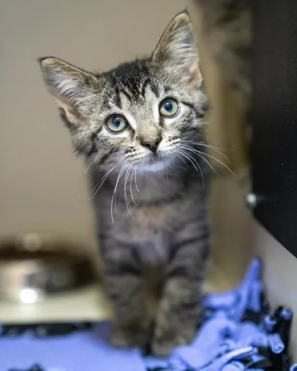 A baby small-sized male Domestic Short Hair cat named Smoke for adoption in Pequot Lakes, MN