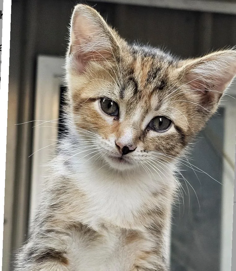 A baby small-sized female Gray / Blue / Silver Domestic Short Hair cat named Maggie for adoption in Maineville, OH