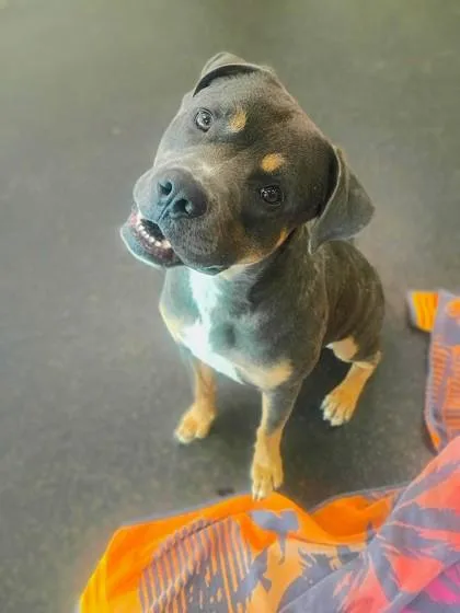 Bluey