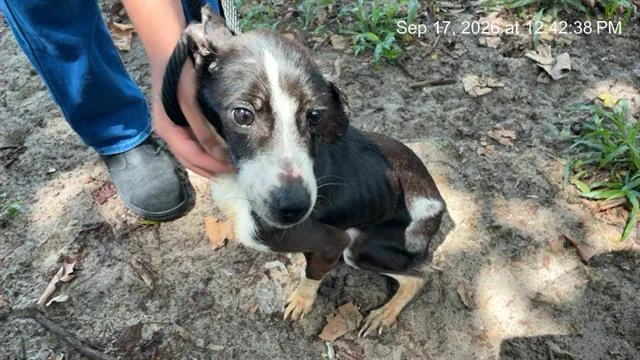 An adult small-sized male Black and Tan Coonhound dog named A for adoption in Ocala, FL