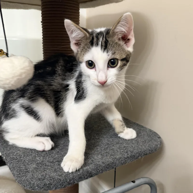 A young medium-sized male Tabby (Brown / Chocolate) Domestic Short Hair cat named Oreo for adoption in Crossville, TN