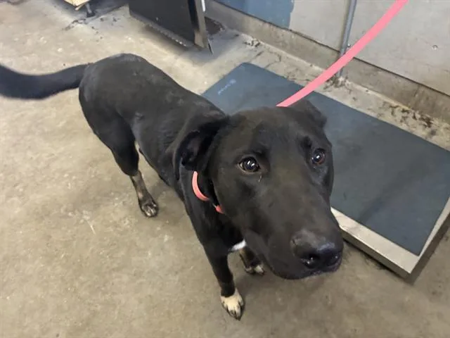 A young large-sized male Labrador Retriever dog named Dean for adoption in Camarillo, CA