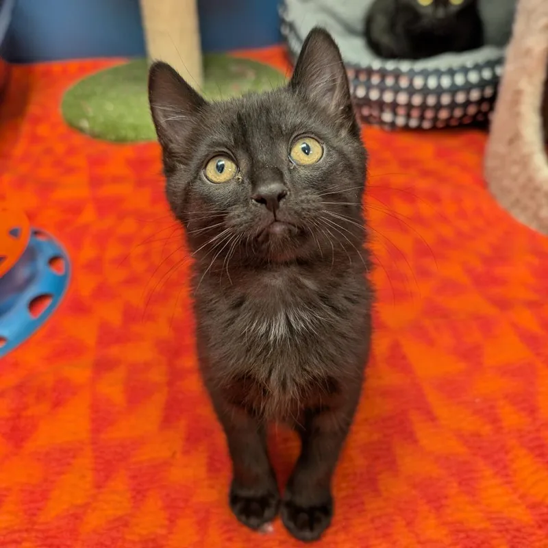 A baby small-sized male Black Domestic Short Hair cat named Max for adoption in Watertown, NY