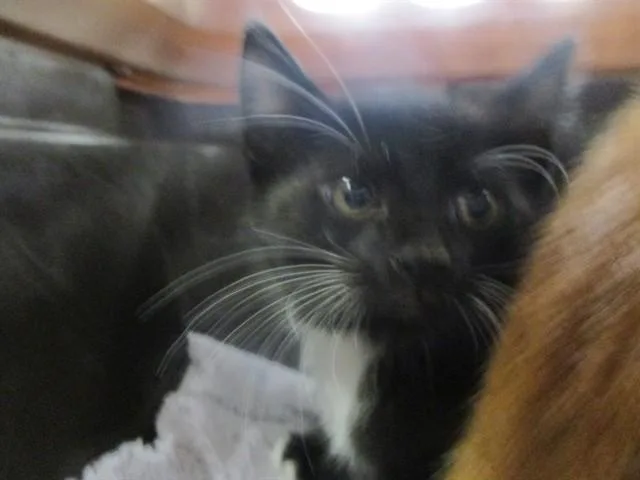 A baby small-sized female Domestic Short Hair cat named Thelma for adoption in Ocala, FL