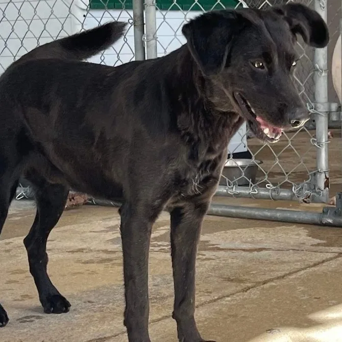 An adult medium-sized male Black Labrador Retriever dog named Legend for adoption in Humacao, PR