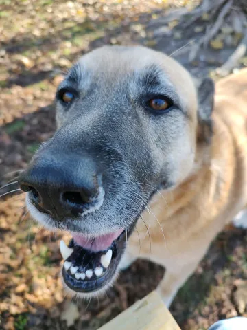 Bella