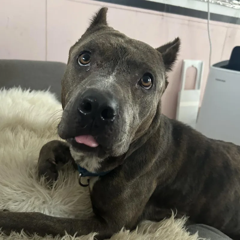 A young medium-sized female Brown / Chocolate Pit Bull Terrier dog named Chandy for adoption in Austin, TX
