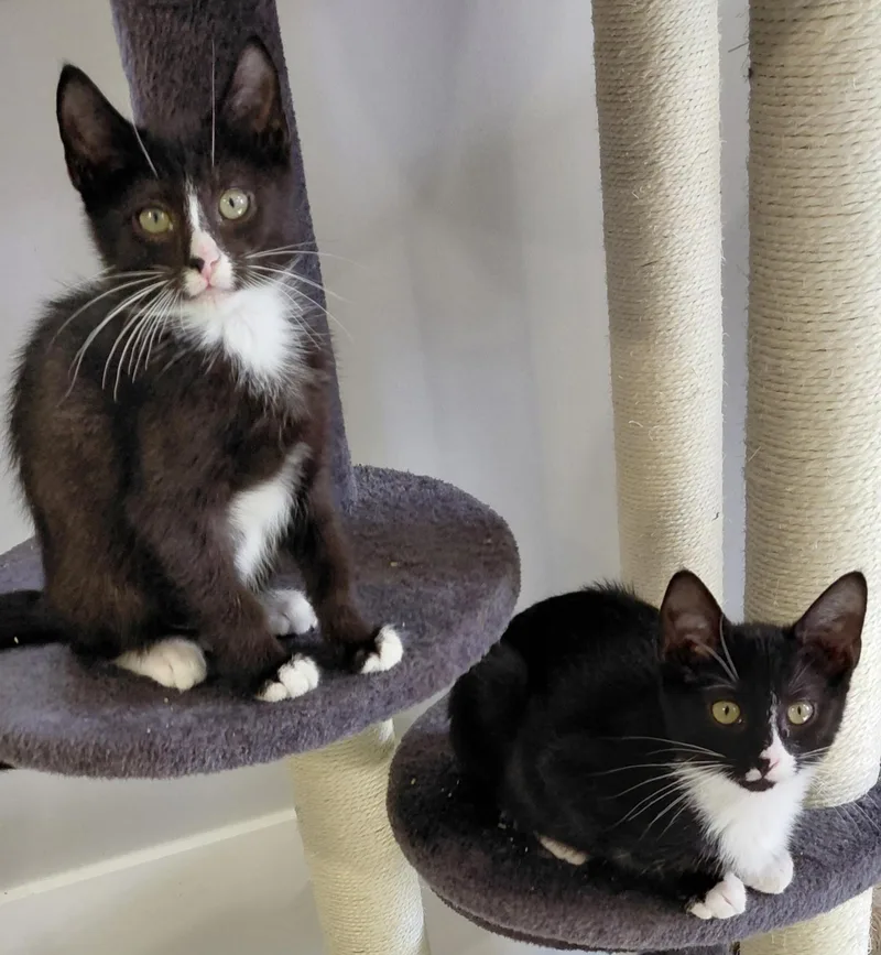 A baby medium-sized female Black & White / Tuxedo Domestic Short Hair cat named Alexandria for adoption in Landenberg, PA