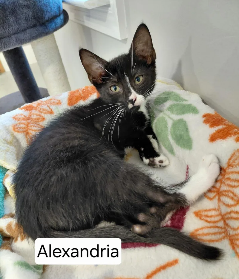 Alexandria thumbnail 2