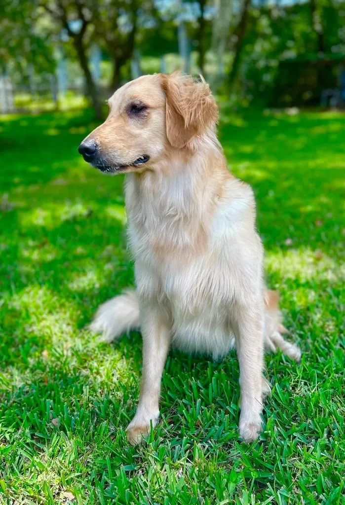 A young medium-sized female Golden Retriever dog named Bailey for adoption in Palm City, FL