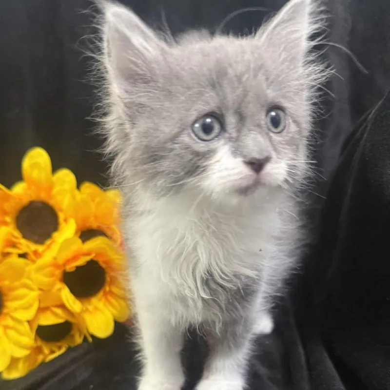 A baby small-sized female Gray / Blue / Silver Domestic Medium Hair cat named Toph for adoption in Brea, CA