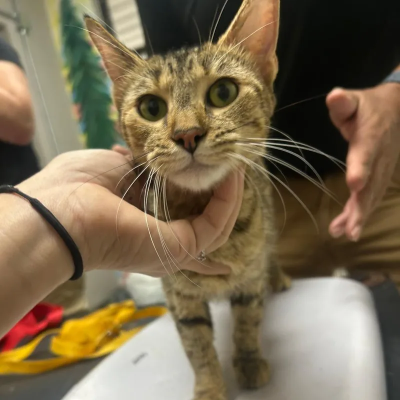 A young medium-sized female Calico Domestic Short Hair cat named Fae for adoption in Lufkin, TX