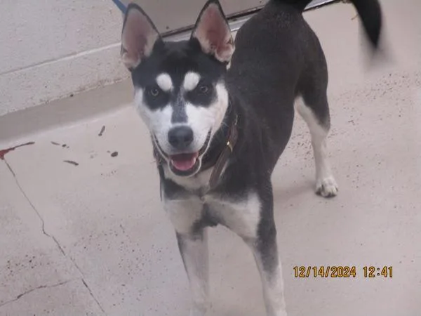 An adult medium-sized female Siberian Husky dog named Crystal for adoption in Marietta, GA