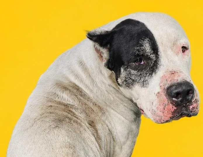 An adult large-sized female Cane Corso dog named Taylor for adoption in Wauchula, FL