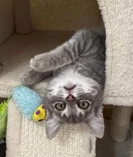 A baby medium-sized male Gray / Blue / Silver Domestic Short Hair cat named Watson for adoption in Battle Creek, MI